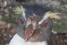 Людей призывают не кормить пингвинов-найдёнышей