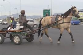 Рабочие лошади по-прежнему ездят по дорогам Кейптауна