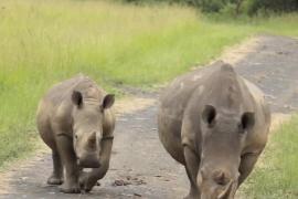 Чёрных носорогов в Африке становится больше