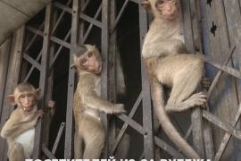 Тайским обезьянам не грозит голодная смерть из-за коронавируса
