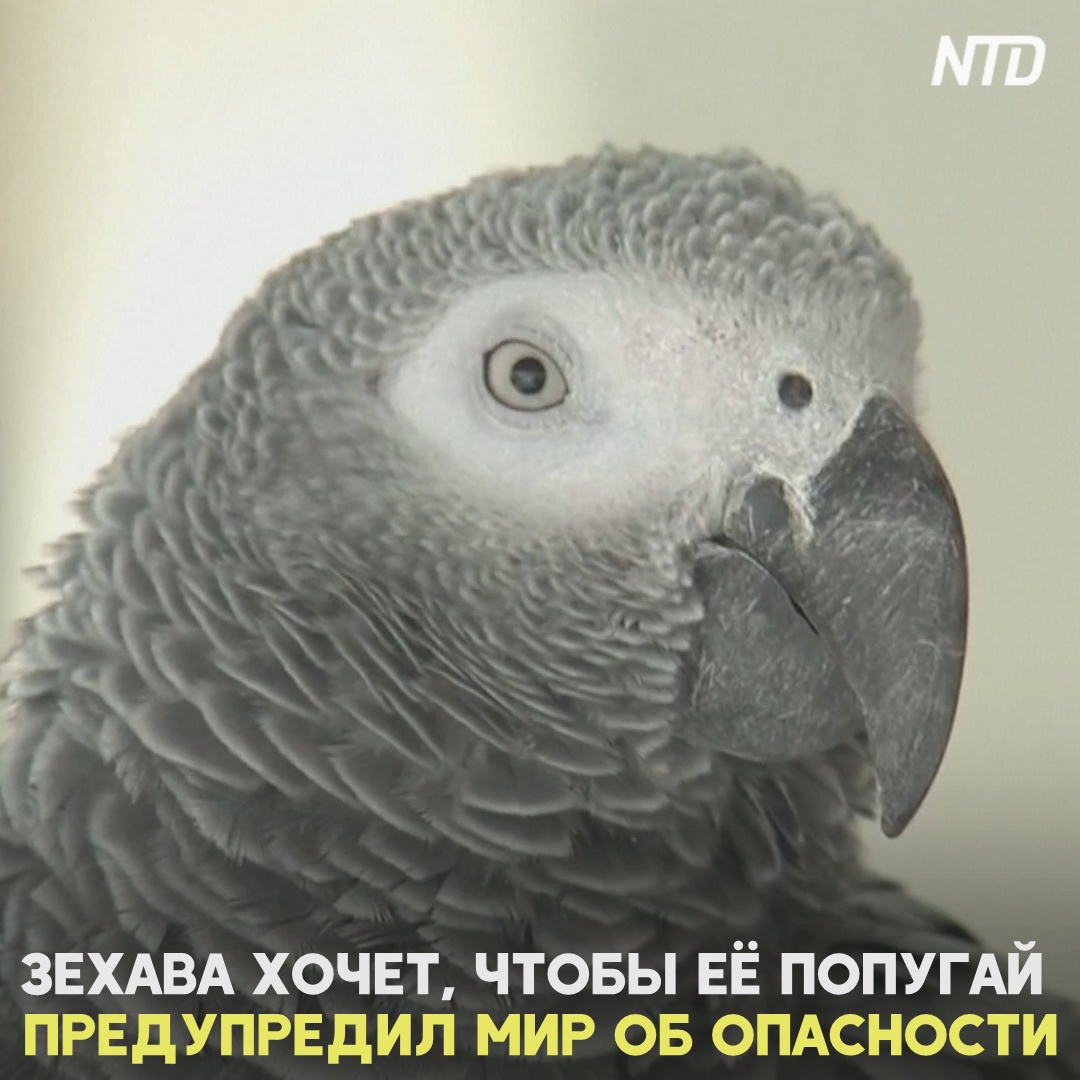 Израильский попугай предупреждает об опасности коронавируса