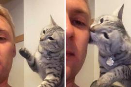 Как кот просит прощения у хозяина. Смешное видео