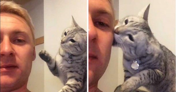 Как кот просит прощения у хозяина. Смешное видео