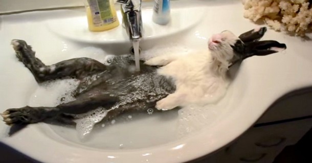 Кролик принимает ванну. Весёлое видео