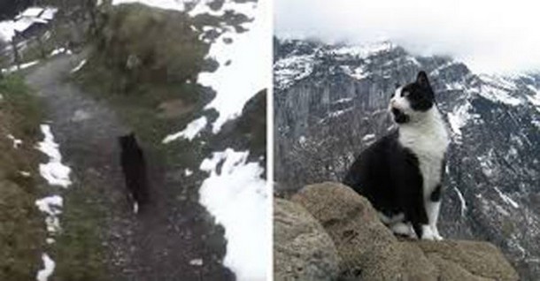 Как кошка спасла туриста в горах