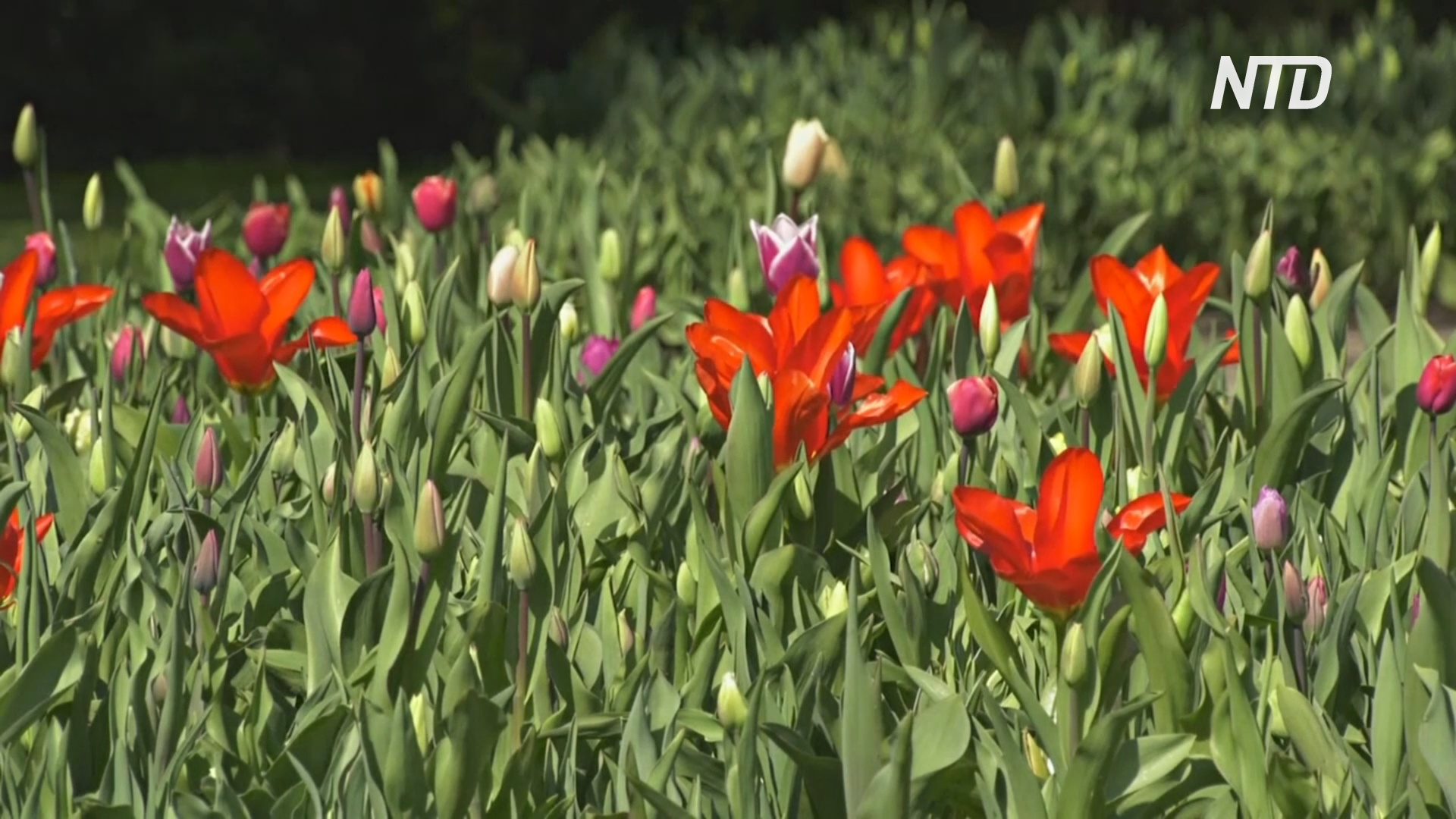 Цветущим парком Кёкенхоф в Нидерландах можно будет полюбоваться онлайн