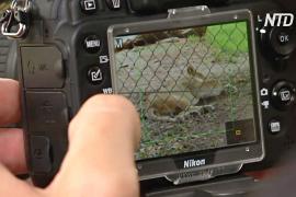 В зоопарке Аделаиды проверяют сердце хищников с помощью цифровой камеры