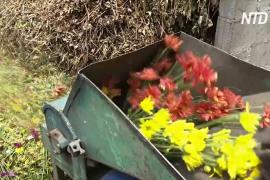 Тысячи цветов на Коста-Рике выбрасывают из-за карантина