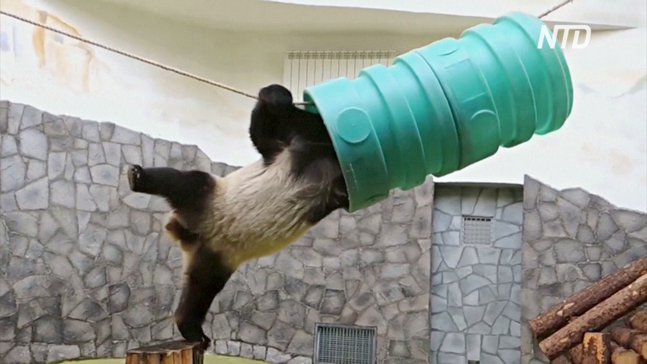 Большая панда Жуи вдохновляет сидящих на карантине побольше двигаться