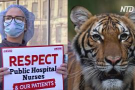 Коронавирус в Нью-Йорке: больше смертей, протесты врачей и инфицированный тигр