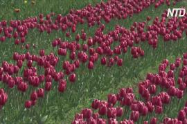 Впервые за 13 лет крупнейший в Азии сад тюльпанов цветёт без людей