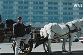 Туристические лошадиные повозки Вены теперь развозят бесплатную еду