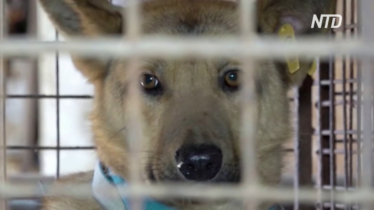В России из-за карантина приютские собаки оказались на грани голода