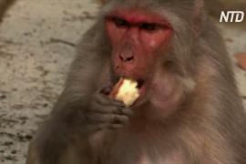В Индии во время карантина подкармливают священных обезьянок