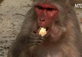 В Индии во время карантина подкармливают священных обезьянок