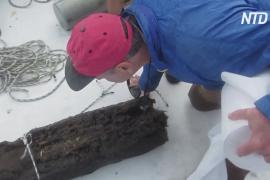 Со дна Мексиканского залива извлекают образцы древних кипарисов