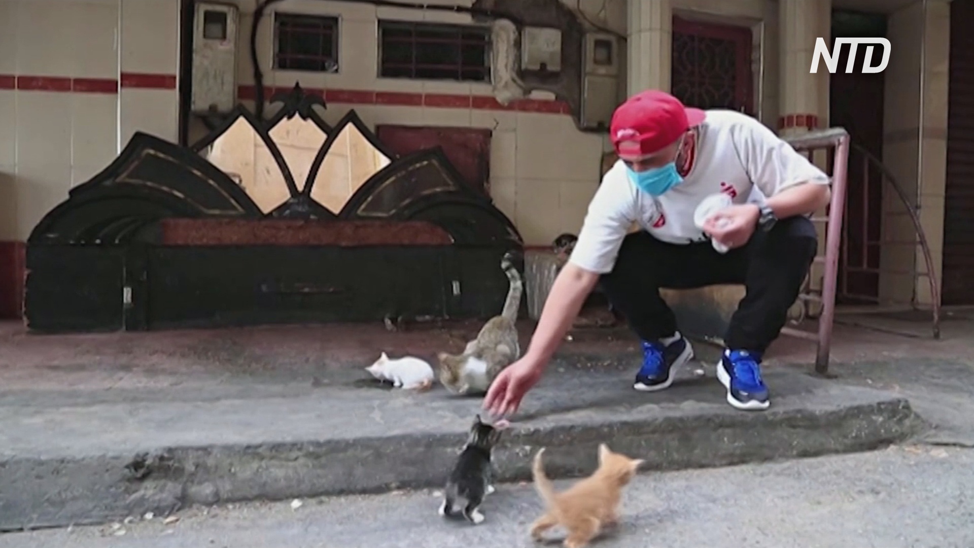 «Мы не одни на планете»: марокканец во время карантина кормит уличных кошек