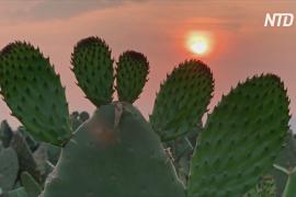 Эпидемия коронавируса больно уколола производителей кактусов в Мексике