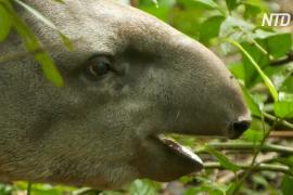 В лесах Рио впервые за столетие увидели детёныша равнинного тапира