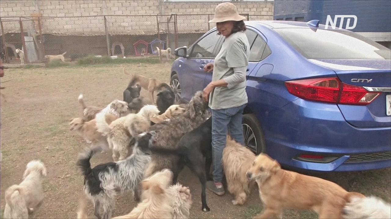 Найти друга на время карантина: мексиканцы забирают собак из приютов