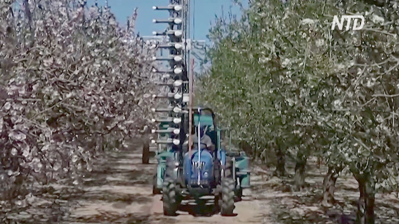 В Израиле придумали искусственный опылитель, чтобы заменить пчёл