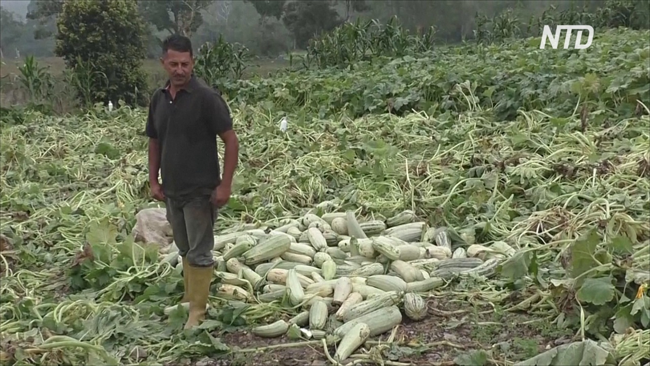 Венесуэльские фермеры выбрасывают сотни тонн своей продукции