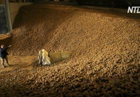Бельгийцев призывают есть больше картофеля, чтобы помочь фермерам