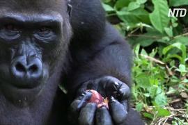 Центру приматов в Камеруне не хватает денег из-за карантина
