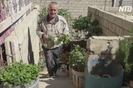 Ферма на крыше помогает сирийцу кормить семью