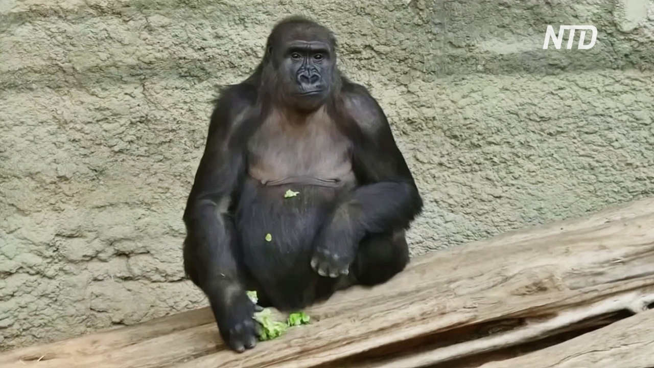 В немецком зоопарке оберегают горилл от возможного заражения COVID-19