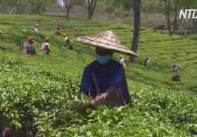 В Индии во время карантина разрешили собирать чай на плантациях