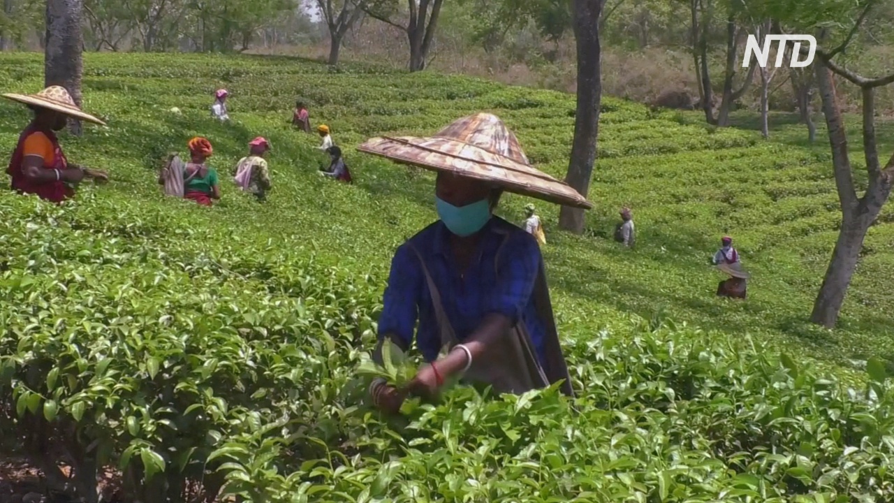 В Индии во время карантина разрешили собирать чай на плантациях