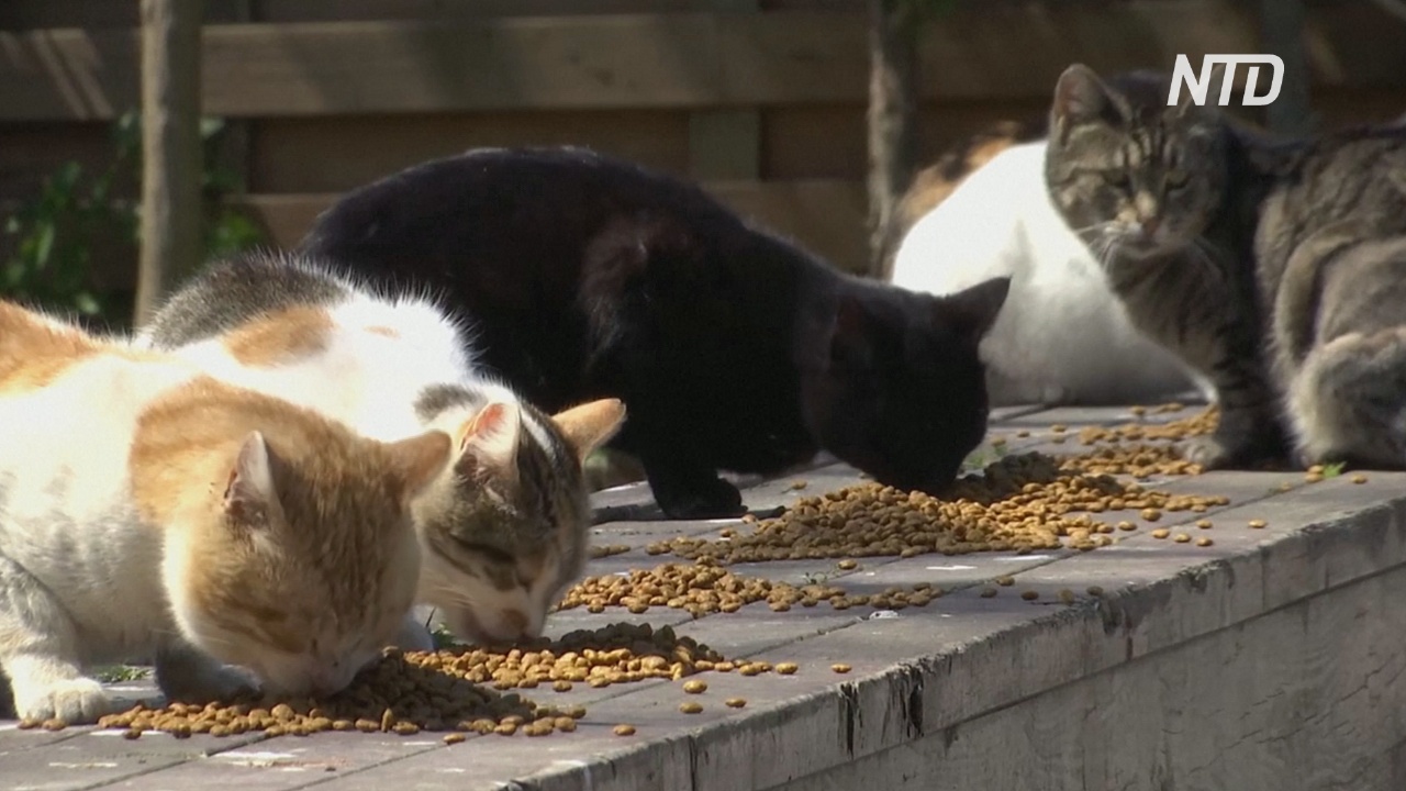 В Стамбуле власти стали чаще кормить бездомных кошек