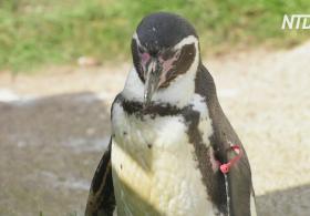 Совсем старушка: пингвину Гумбольдта в британском зоопарке исполнилось 30 лет