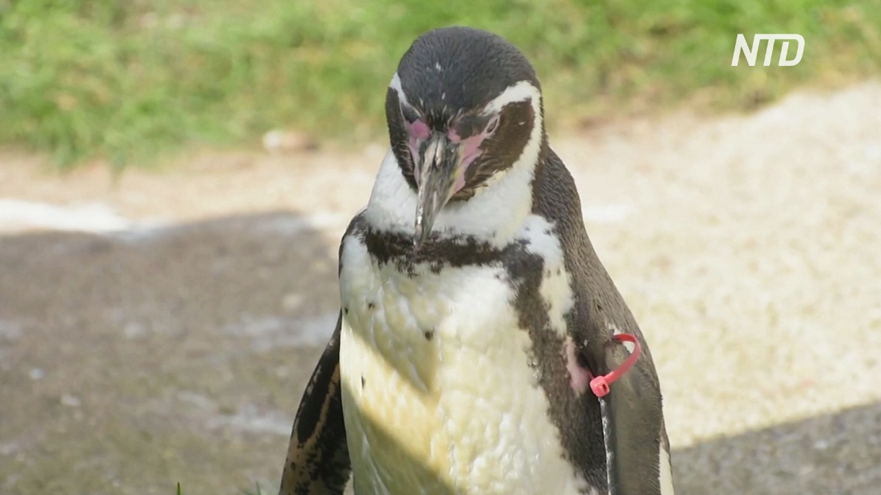 Совсем старушка: пингвину Гумбольдта в британском зоопарке исполнилось 30 лет