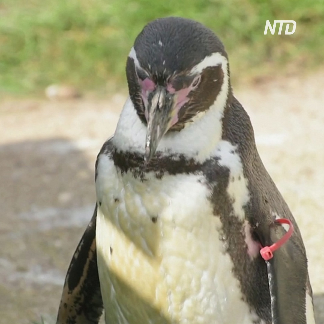 Пингвиниха-старушка в британском зоопарке отметила 30-летие