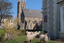 В британский город на карантине пришли дикие козы и объедают кусты