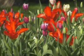 На цветущие тюльпаны в Нидерландах предлагают смотреть онлайн