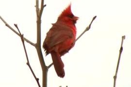 Начнут ли птицы в условиях карантина петь больше и чаще?