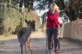 Животные осмелели на карантине: к итальянке на прогулке прибивается оленёнок