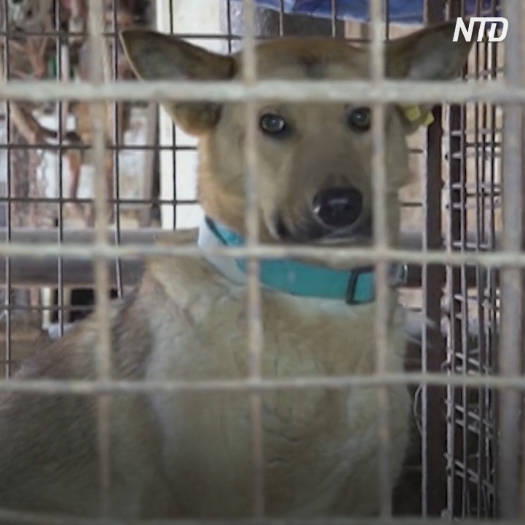 Собачьему приюту в Калининградской области нечем кормить питомцев