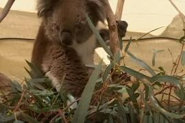 Австралийская пара лечит животных, пострадавших от лесных пожаров