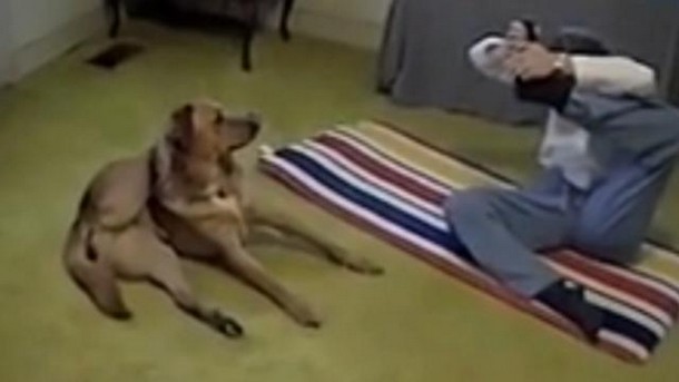 Собака быстрее хозяйки запомнила позу йоги. Весёлое видео