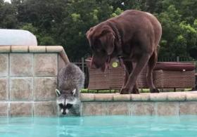 Как енот и пёс плавают в бассейне. Забавное видео