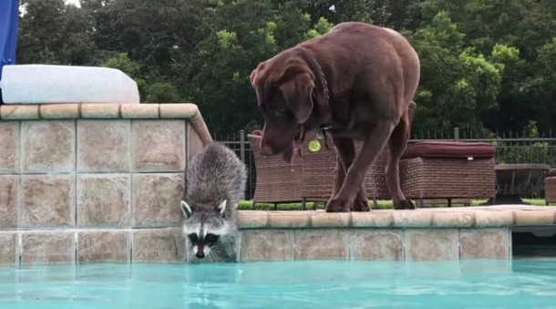 Как енот и пёс плавают в бассейне. Забавное видео