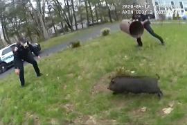 Поймать свинью за 45 минут: полицейские будни