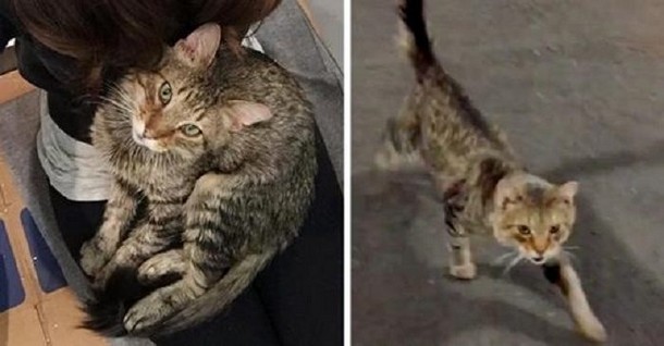 Бездомный кот сам выбрал хозяйку