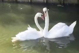 Воссоединение лебедей после разлуки сняли на видео