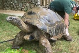 Старейшая черепаха в Турции отпраздновала столетие