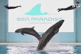 Онлайн-шоу дельфинов и пингвинов развлекают японцев во время карантина